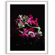 Laden Sie das Bild in den Galerie-Viewer, Hidden Places Katerbow Magnolien Baum 2022 (signed + Frame)