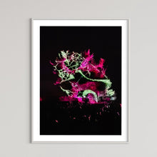 Laden Sie das Bild in den Galerie-Viewer, Hidden Places Katerbow Magnolien Baum 2022 (signed + Frame)