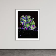 Laden Sie das Bild in den Galerie-Viewer, Hidden Places Katerbow Magnolien Baum 2022 (signed + Frame)