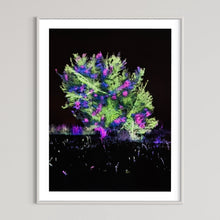 Laden Sie das Bild in den Galerie-Viewer, Hidden Places Katerbow Magnolien Baum 2022 (signed + Frame)