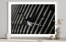 Load image into Gallery viewer, fragile shades - 2022 Murten Festival Schweiz Swiss Musée de Morat / Museum Murten (signed + Frame)