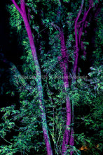 Laden Sie das Bild in den Galerie-Viewer, Hidden Places Project India 2017  (signed + Frame)