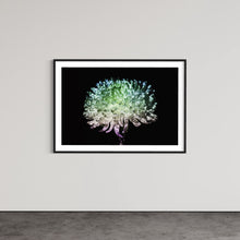 Load image into Gallery viewer, Hidden Places chrysanthemum flowers/ Chrysantheme 2019 (signed + Frame)