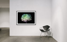 Load image into Gallery viewer, Hidden Places chrysanthemum flowers/ Chrysantheme 2019 (signed + Frame)