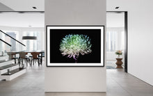 Load image into Gallery viewer, Hidden Places chrysanthemum flowers/ Chrysantheme 2019 (signed + Frame)