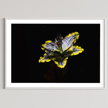Load image into Gallery viewer, Hidden Places Lilie/ lily Flower 2019  (signed + Frame)