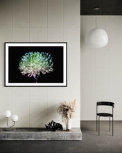 Load image into Gallery viewer, Hidden Places chrysanthemum flowers/ Chrysantheme 2019 (signed + Frame)