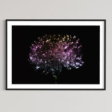 Laden Sie das Bild in den Galerie-Viewer, Hidden Places chrysanthemum flowers/ Chrysantheme 2019 (signed + Frame)