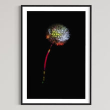 Laden Sie das Bild in den Galerie-Viewer, Berlin Hidden Places blowball/ dandelion/  Pusteblume 2020  (signed + Frame)