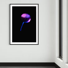 Laden Sie das Bild in den Galerie-Viewer, Berlin Hidden Places blowball/ dandelion/  Pusteblume 2020  (signed + Frame)