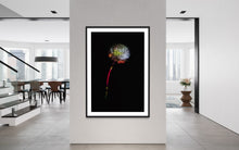 Laden Sie das Bild in den Galerie-Viewer, Berlin Hidden Places blowball/ dandelion/  Pusteblume 2020  (signed + Frame)