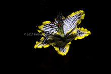 Load image into Gallery viewer, Hidden Places Lilie/ lily Flower 2019  (signed + Frame)