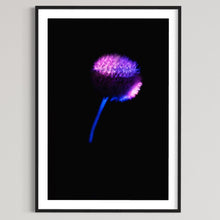 Laden Sie das Bild in den Galerie-Viewer, Berlin Hidden Places blowball/ dandelion/  Pusteblume 2020  (signed + Frame)