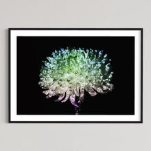 Load image into Gallery viewer, Hidden Places chrysanthemum flowers/ Chrysantheme 2019 (signed + Frame)
