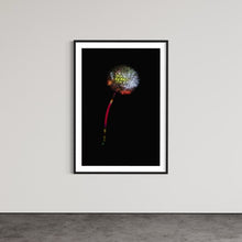 Laden Sie das Bild in den Galerie-Viewer, Berlin Hidden Places blowball/ dandelion/  Pusteblume 2020  (signed + Frame)