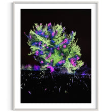 Laden Sie das Bild in den Galerie-Viewer, Hidden Places Katerbow Magnolien Baum 2022 (signed + Frame)
