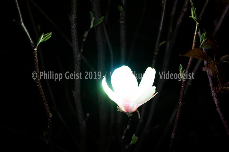 Hidden Places Magnolia Flower 2016  (signed + Frame)