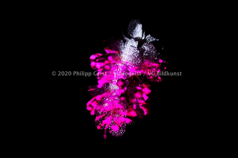 Berlin Hidden Places Cherry Blossom/ Kirschblüte 2020  (signed + Frame)
