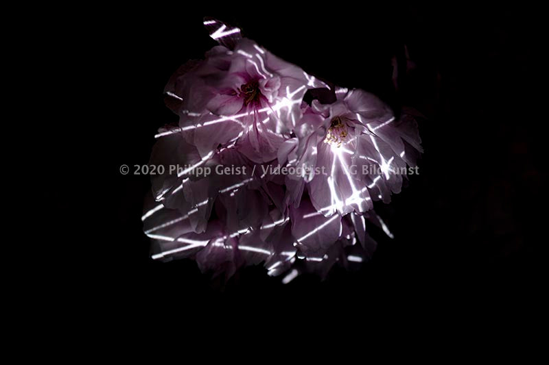 Hidden Places Pfingstrose/ Peony flowers 2019  (signed + Frame)