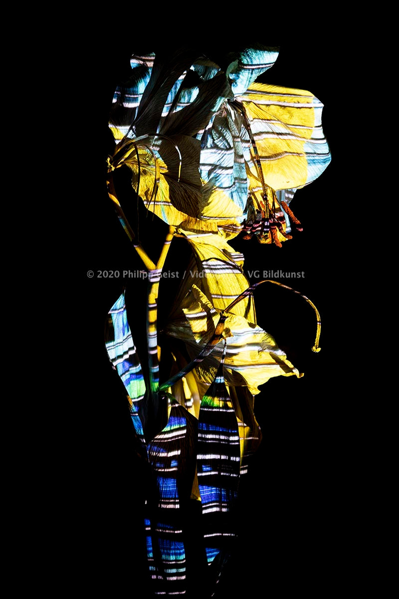 LED Light Frame / Led Leuchtrahmen - Hidden Places Berlin Lilie/ lily Flower 2019 (signed)