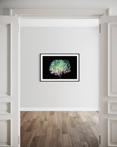 Hidden Places chrysanthemum flowers/ Chrysantheme 2019 (signed + Frame)