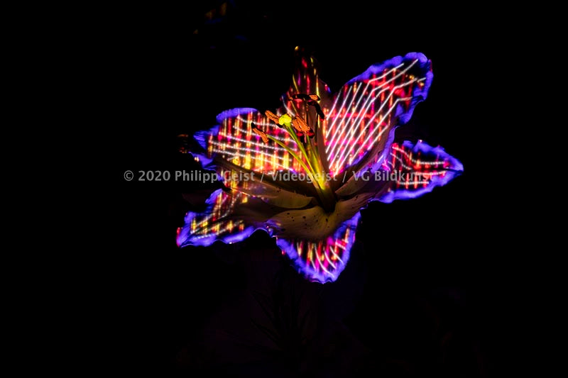Hidden Places Lilie/ lily Flower 2019  (signed + Frame)