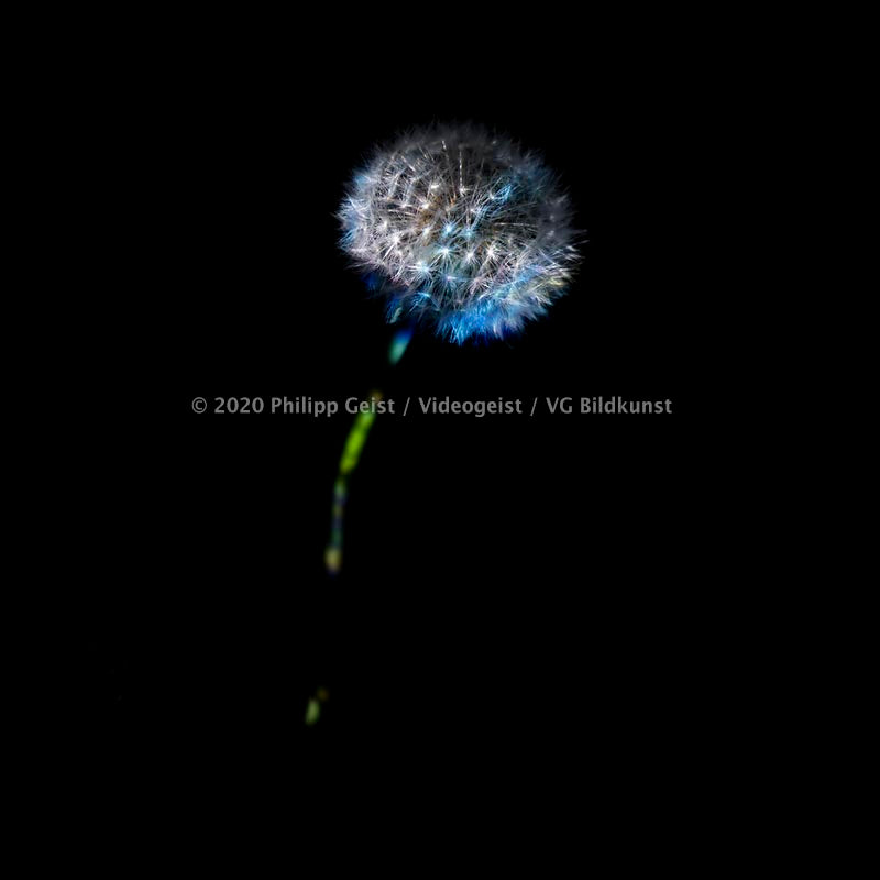 Berlin Hidden Places blowball/ dandelion/  Pusteblume 2020  (signed + Frame)