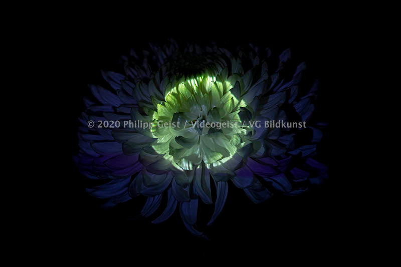 Hidden Places chrysanthemum flowers/ Chrysantheme 2019 (signed + Frame)