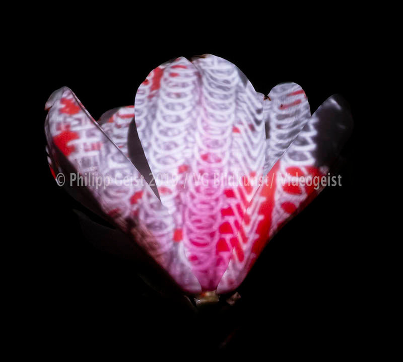 LED Light Frame / Led Leuchtrahmen - Hidden Places Magnolia Flower 2016 (signed)