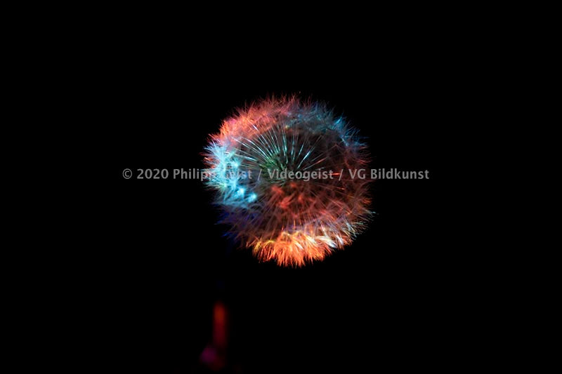 Berlin Hidden Places blowball/ dandelion/  Pusteblume 2020  (signed + Frame)
