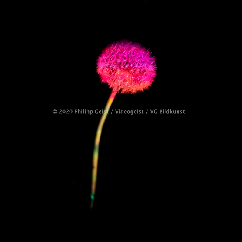 Berlin Hidden Places blowball/ dandelion/  Pusteblume 2020  (signed + Frame)