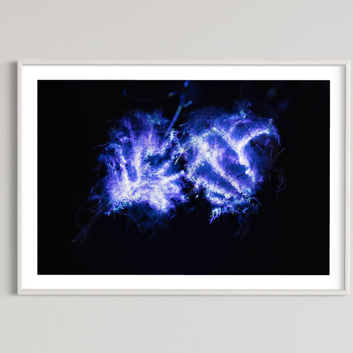Hidden Places Waldrebe / Clematis 2021 (signed + Frame)