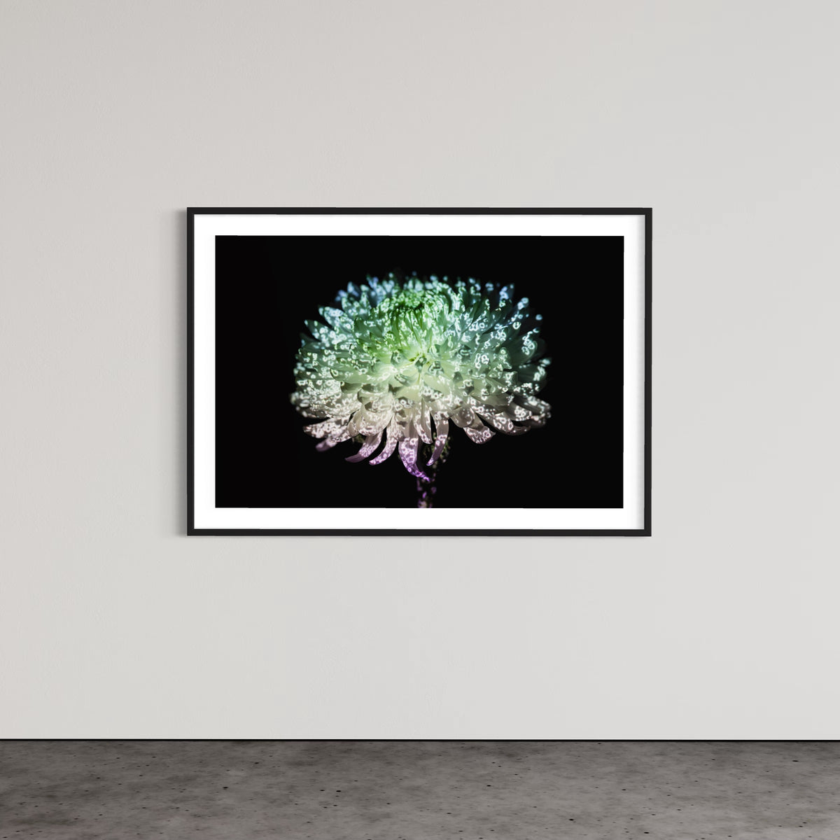 Hidden Places chrysanthemum flowers/ Chrysantheme 2019 (signed + Frame)