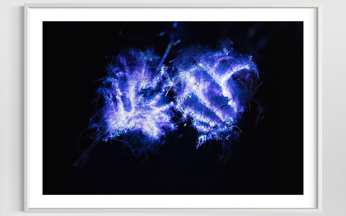 Hidden Places Waldrebe / Clematis 2021 (signed + Frame)