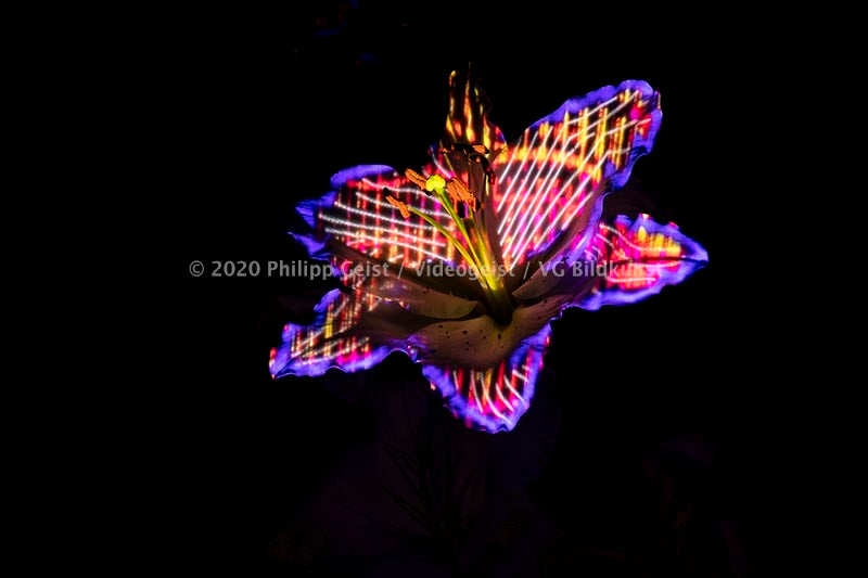Hidden Places Lilie/ lily Flower 2019  (signed + Frame)