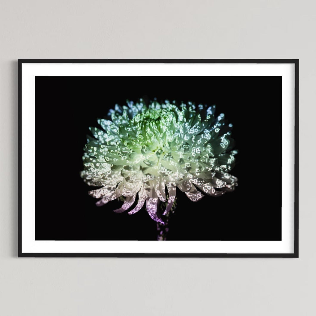 Hidden Places chrysanthemum flowers/ Chrysantheme 2019 (signed + Frame)