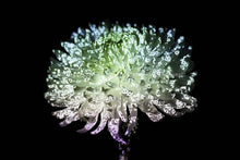 Laden Sie das Bild in den Galerie-Viewer, LED Light Frame / Led Leuchtrahmen - Hidden Places chrysanthemum flowers/ Chrysantheme 2019 (signed)
