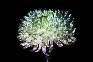 LED Light Frame / Led Leuchtrahmen - Hidden Places chrysanthemum flowers/ Chrysantheme 2019 (signed)