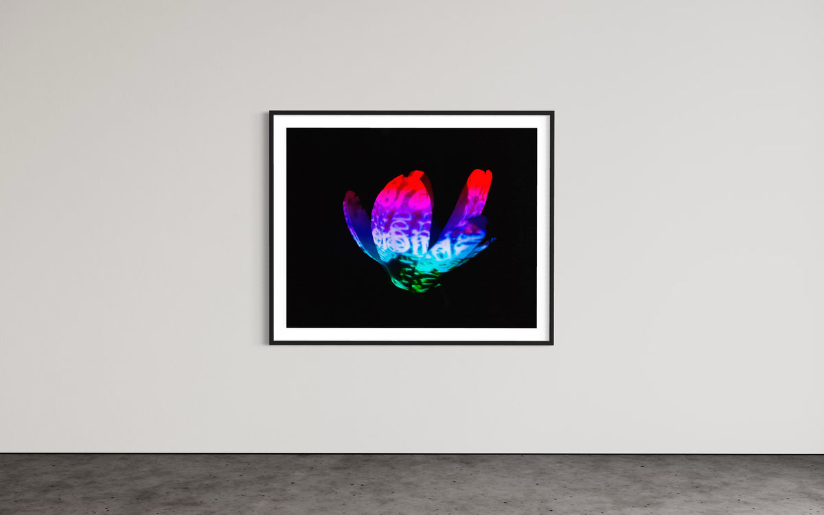 Hidden Places Magnolia Flower 2016  (signed + Frame)