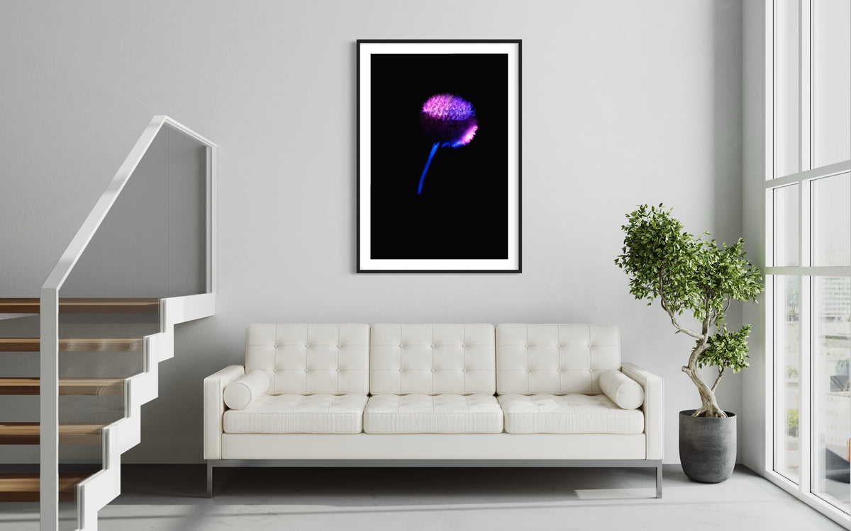 Berlin Hidden Places blowball/ dandelion/  Pusteblume 2020  (signed + Frame)