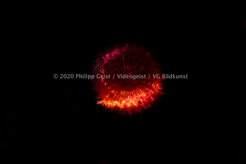 Berlin Hidden Places blowball/ dandelion/  Pusteblume 2020  (signed + Frame)