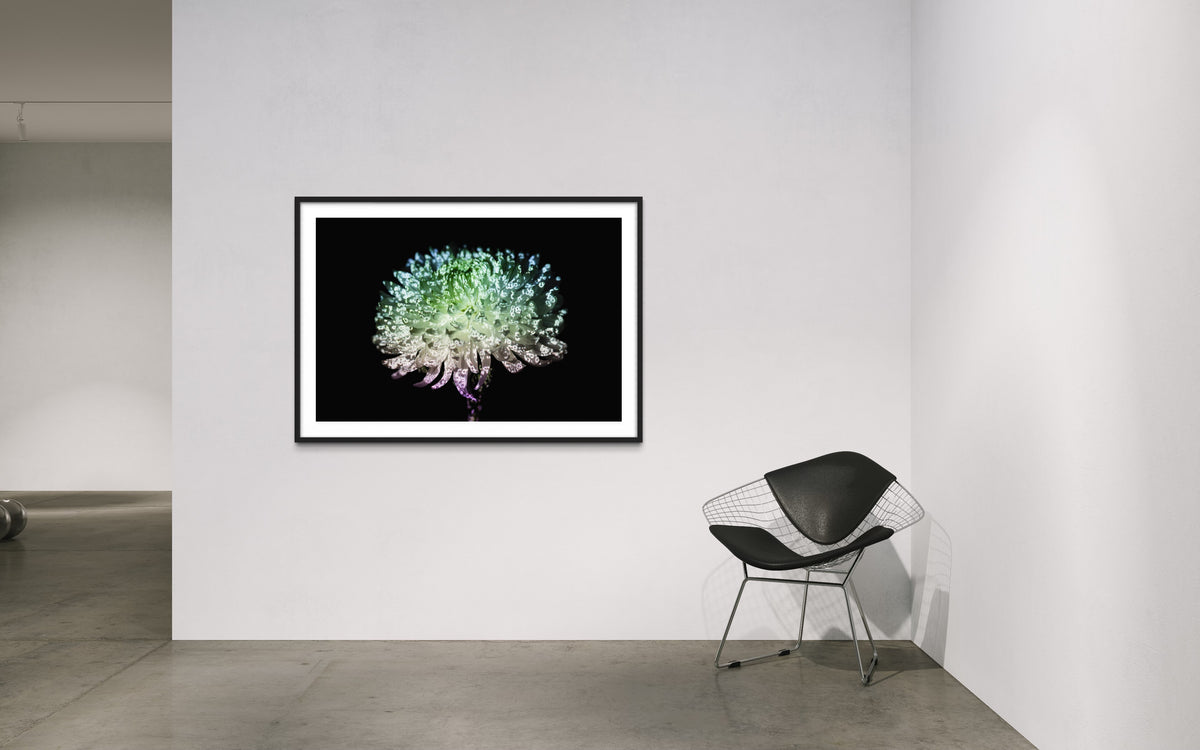 Hidden Places chrysanthemum flowers/ Chrysantheme 2019 (signed + Frame)