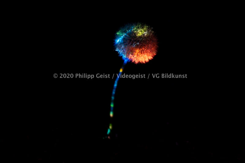 Berlin Hidden Places blowball/ dandelion/  Pusteblume 2020  (signed + Frame)