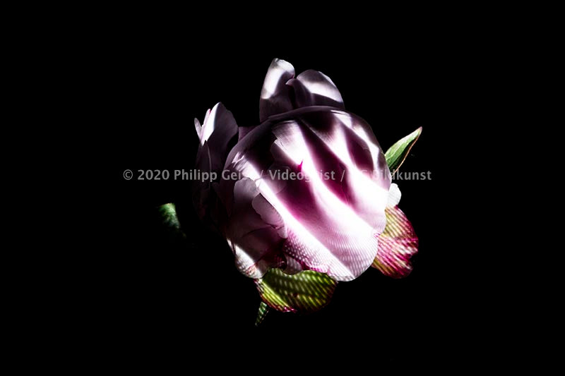 Hidden Places Pfingstrose/ Peony flowers 2019  (signed + Frame)
