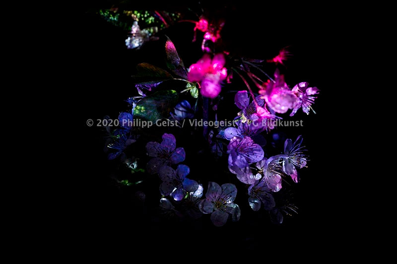 Berlin Hidden Places Cherry Blossom/ Kirschblüte 2020  (signed + Frame)