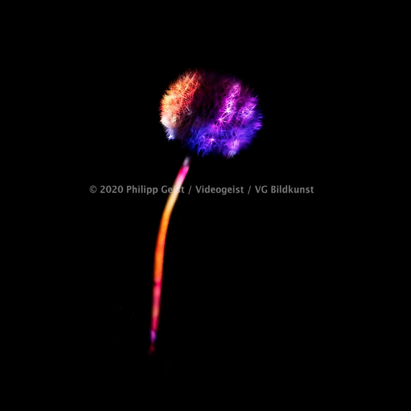 LED Light Frame / Led Leuchtrahmen - Hidden Places Berlin blowball /  dandelion / Pusteblume 2020 (signed)