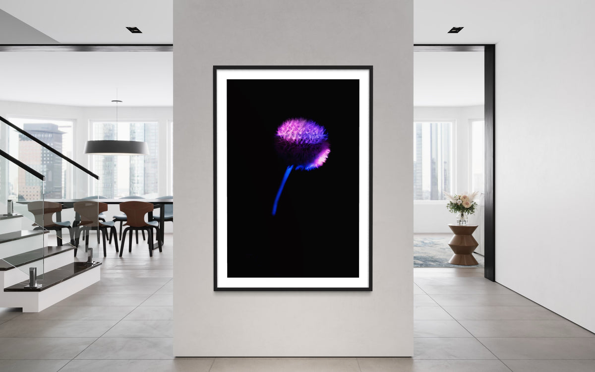 Berlin Hidden Places blowball/ dandelion/  Pusteblume 2020  (signed + Frame)