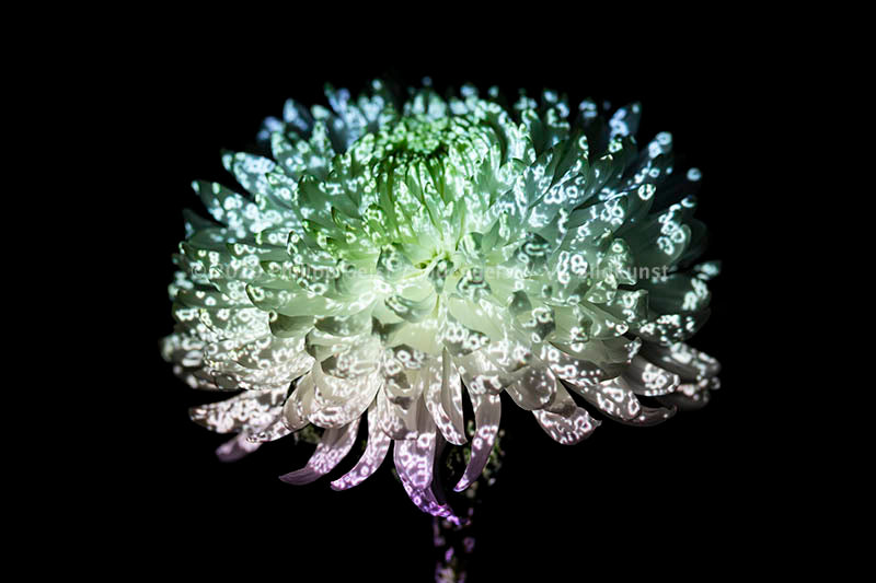 Hidden Places chrysanthemum flowers/ Chrysantheme 2019 (signed + Frame)