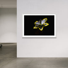 Laden Sie das Bild in den Galerie-Viewer, Hidden Places Lilie/ lily Flower 2019  (signed + Frame)

