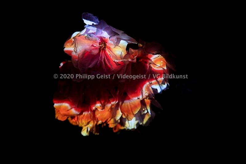 Hidden Places Pfingstrose/ Peony flowers 2019  (signed + Frame)